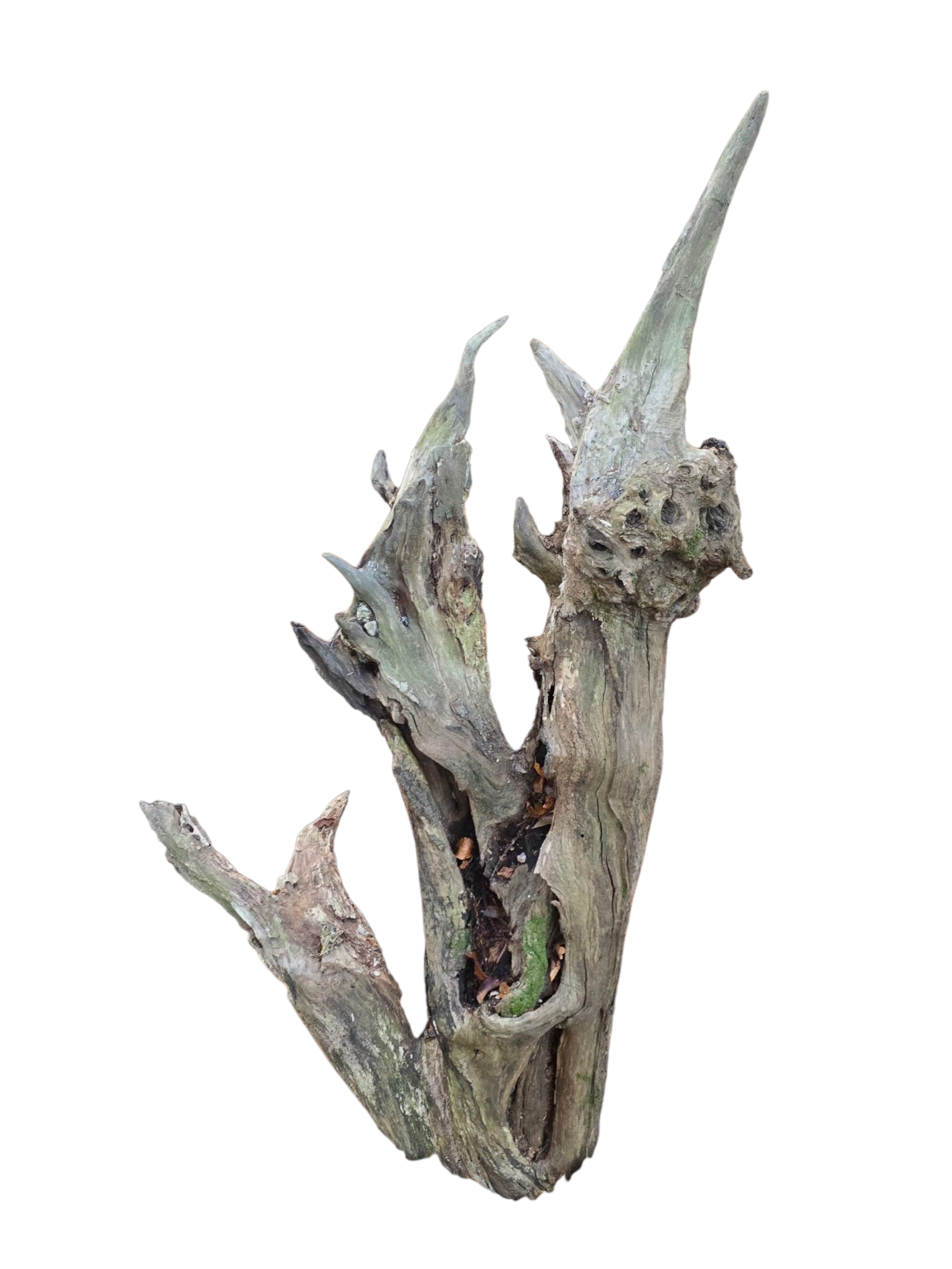 Scultura luminosa in radice naturale con ripiano in vetro.