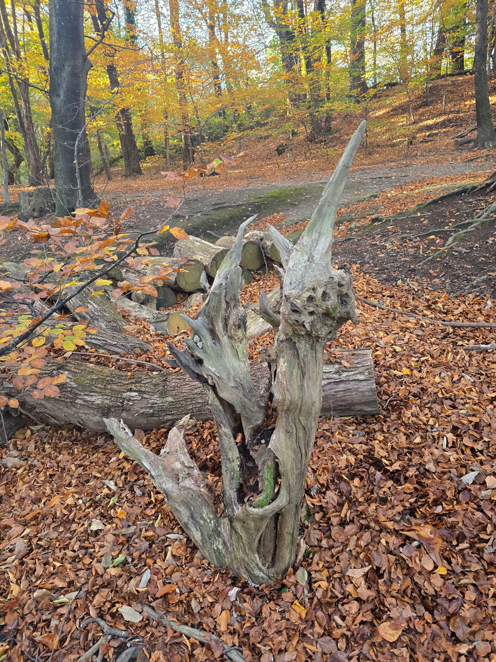 Scultura luminosa in radice naturale con ripiano in vetro.