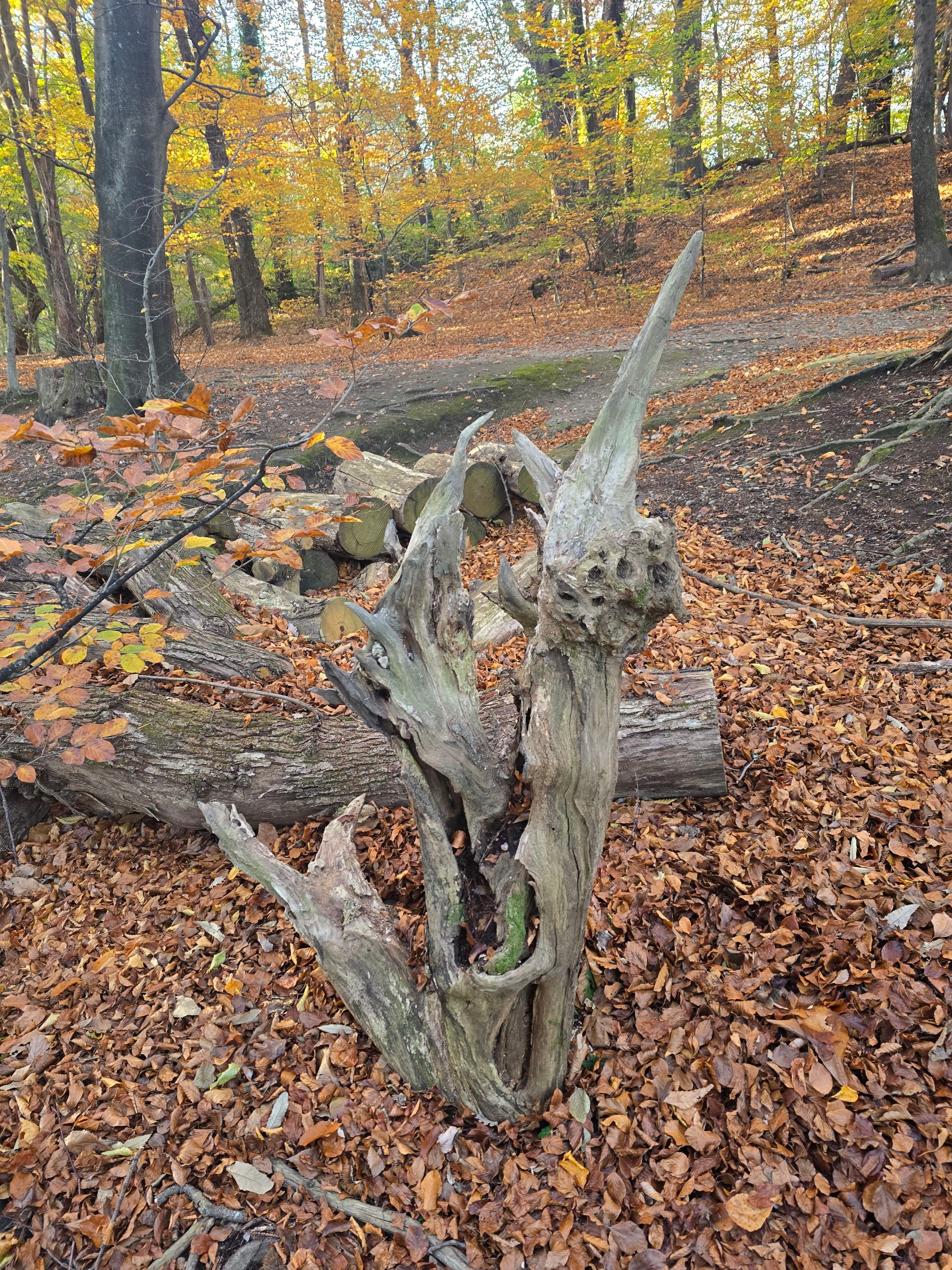 Scultura luminosa in radice naturale con ripiano in vetro.